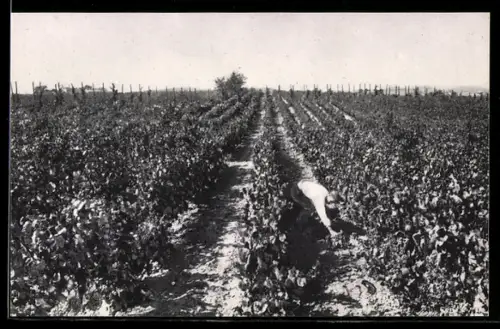 AK San Sadurni de Noya, Vinedos