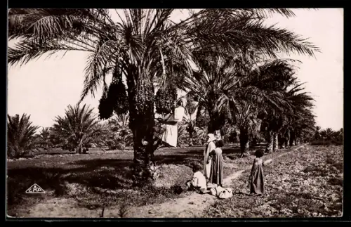 AK La Cueillette des Dattes