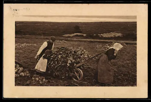 Foto-AK Bauern bei der Rübenernte