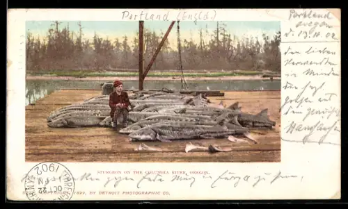 AK Oregon, Sturgeon on the Columbia River