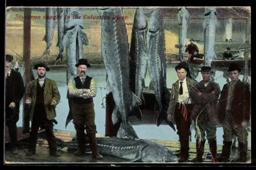 AK Sturgeon caught in the Columbia River