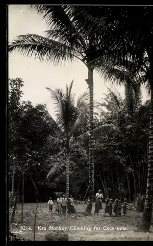AK Kra Monkey climbing for Coconuts