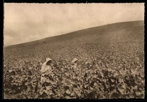 AK Ay, Une partie du vignoble Pommery