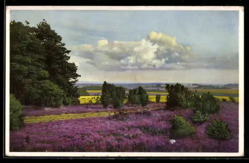 Künstler-AK Photochromie Nr. 5049: Heidelandschaft mit Wacholder und Kiefern
