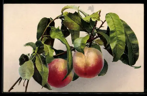 AK Photochromie NR 1121: Pfirsiche am Zweig