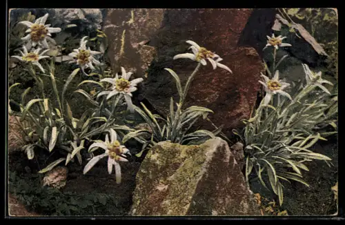 Künstler-AK Photochromie Nr.: 896, Leontopodium alpinum