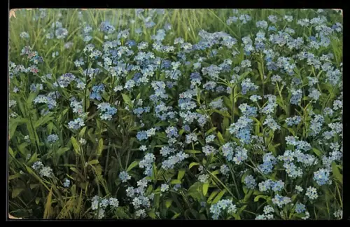 Künstler-AK Photochromie Nr. 963: Myosotis silvatica, Vergissmeinnicht