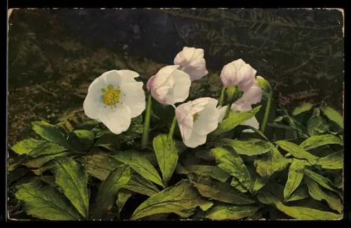 AK Photochromie NR.940: Schöne Seerose