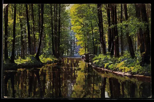 Künstler-AK Photochromie Nr. 4342: Bach im Wald bei Sonnenschein