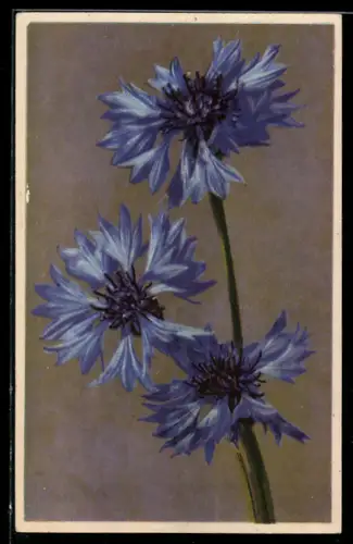 AK Photochromie NR 1838: Centaurea Cyanus, Kornblume