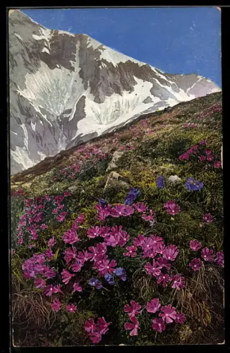 Künstler-AK Photochromie Nr. 894: Primula minimal, Primula glutinosa, Primeln