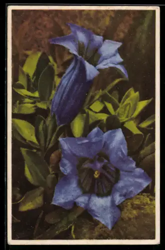 AK Photochromie NR 1868: Grossblütiger Enzian