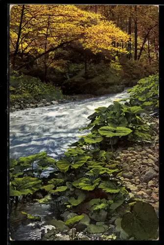 Künstler-AK Photochromie Nr. 3206: Flusspartie im herbstlichen Wald