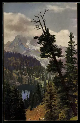 Künstler-AK Photochromie Nr. 4418: Berglandschaft mit Tannen