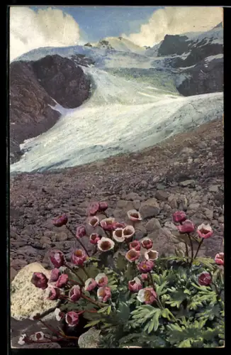 Künstler-AK Photochromie Nr. 505: Raununculus glacialis, Gletscher-Hahnenfuss