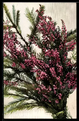 Künstler-AK Photochromie Nr. 593: Tannen- und Blütenzweige