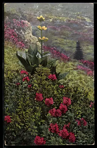 Künstler-AK Photochromie Nr. 517: Rhododendron ferrugineum, Gentiana punctata, Alpenrose und Enzian