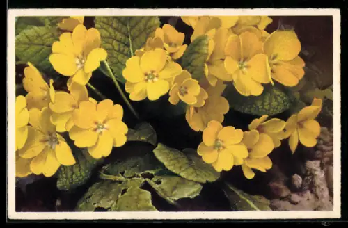 Künstler-AK Photochromie Nr. 4303: Primule gialle, Gelbe Primeln