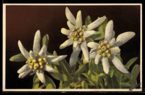 Künstler-AK Photochromie Nr. 1863: Edelweiss