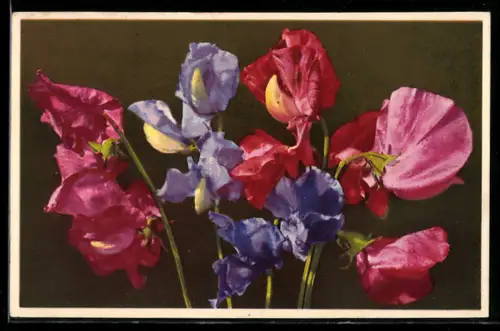 Künstler-AK Photochromie Nr. 1853: Lathyrus odoratus, Platterbse, Spanische Wicke