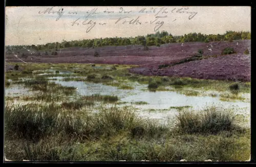 Künstler-AK Photochromie Nr. 1676: Sumpflandschaft im Sommer
