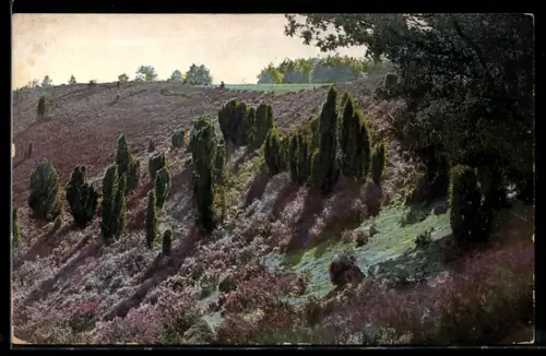 Künstler-AK Photochromie Nr. 1688: Sommerlandschaft mit Bäumen