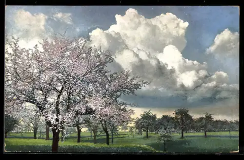 AK Photochromie NR. 1576: Schöne Landschaft mit vielen Bäumen