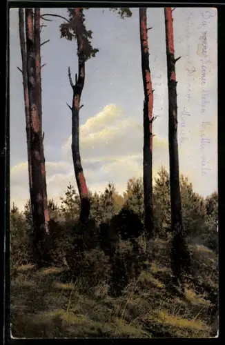 Künstler-AK Photochromie Nr. 1322: Waldpartie bei Tage