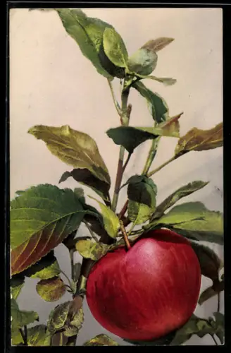 Künstler-AK Photochromie Nr. 1118: Apfel am Zweig