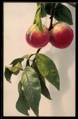Künstler-AK Photochromie Nr. 1122: Pfirsiche an einem Zweig
