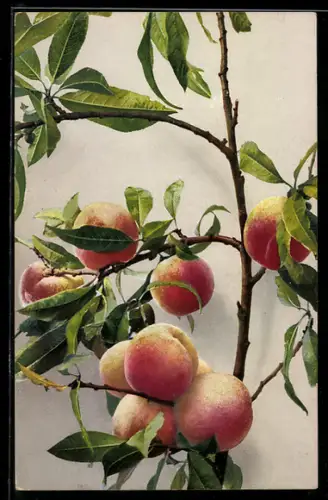 Künstler-AK Photochromie Nr. 1123: Pfirsiche an einem Zweig