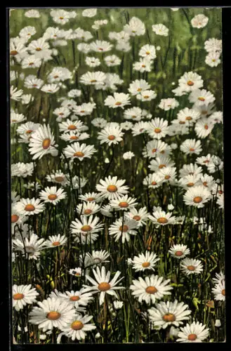 Künstler-AK Photochromie Nr. 379: Margeriten auf der Wiese