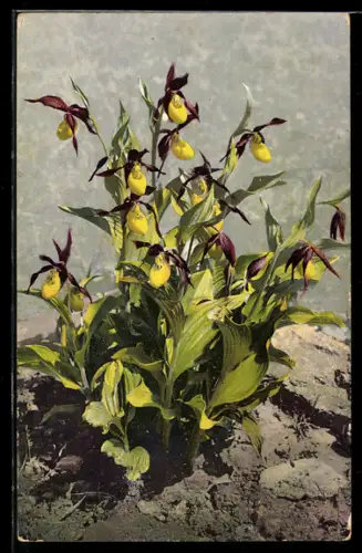 Künstler-AK Photochromie Nr. 466: Blühender Frauenschuh