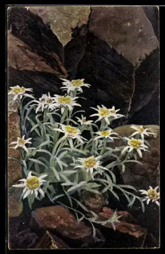 Künstler-AK Photochromie Nr. 1222: Leontopodium alpinum, Alpenflora