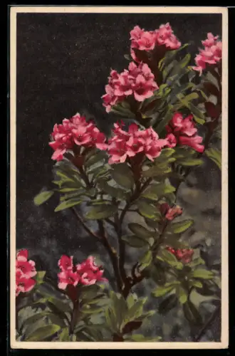Künstler-AK Photochromie Nr. 1564: Strauch blühender Rosen