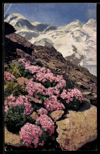 Künstler-AK Photochromie Nr. 1474: Androsace glacialis, Gletscher Mannschild auf dem Gorner Grat bei Zermatt