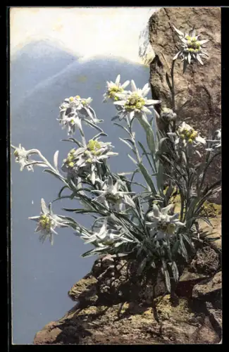 Künstler-AK Photochromie Nr.: 447, Leontopodium alpinum