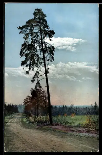 AK Photochromie 1664: Dresdner Heide, Strasse vom Weissen Hirsch nach der Heidemühle