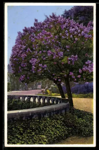 AK Photochromie NR 5425: blühender Baum in einem Garten