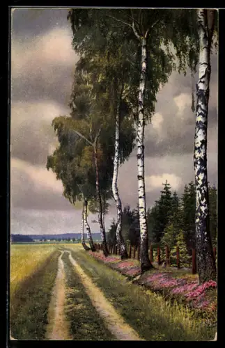 Künstler-AK Photochromie Nr. 4330: Unbefestigter Weg mit Birken
