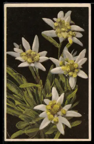 Künstler-AK Photochromie Nr.1862: Leontopodium alpinum, Edelweiss