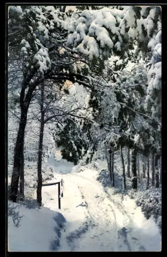 AK Photochromie 1483: verschneiter Waldweg
