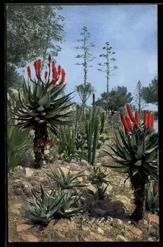 Künstler-AK Photochromie Nr. 137: La Mortola, Succulents, Kakteen mit orangenen Blüten