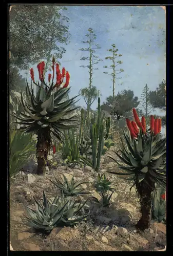Künstler-AK Photochromie Nr. 137: La Mortola, Succulents, Kakteen mit orangenen Blüten