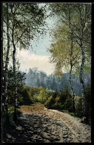 Künstler-AK Photochromie Nr. 1668: Waldidylle in der Dresdner Heide