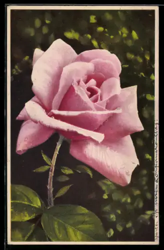 Künstler-AK Photochromie Nr. 1998: Blühende Rose mit Tautropfen