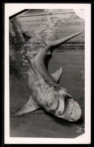 Foto-AK Gefangener Haifisch auf einem Deck