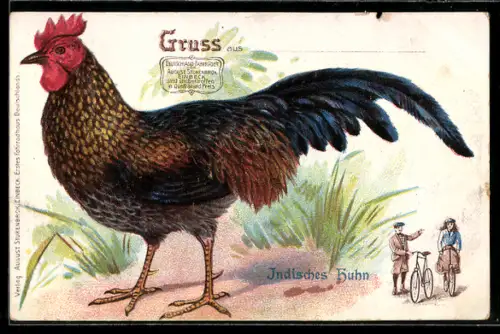 AK Einbeck, Reklame für Fahrräder von August Stukenbrok mit riesigem Indischen Huhn