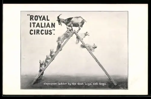 AK Royal Italien Circus, Ziege und Hunde auf Japanischen Leiter