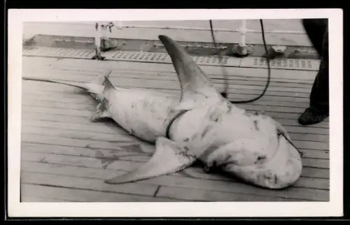 Foto-AK Gefangener Haifisch an Bord eines Schiffes